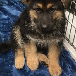 German Shepherd Puppies from Valley Shepherds LLC