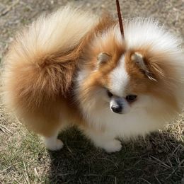 Chubbs - Pomeranian
