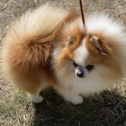 Chubbs - Pomeranian