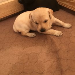 Labrador Retriever Puppies from Whispering Creek British labs LLC