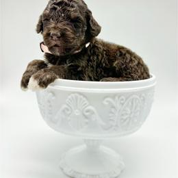 Sundance - Brown female Bernedoodle puppy in Thornville, Ohio from Four Front Doodles & Friends