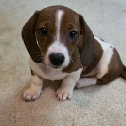 Junior - Piebald male Dachshund puppy in Henderson, Tennessee from ELLIES DARLIN DOXIES
