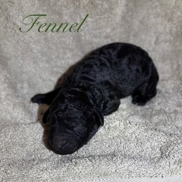 Fennel - Black male Poodle puppy in Albany, Oregon from Mount Zion Kennels