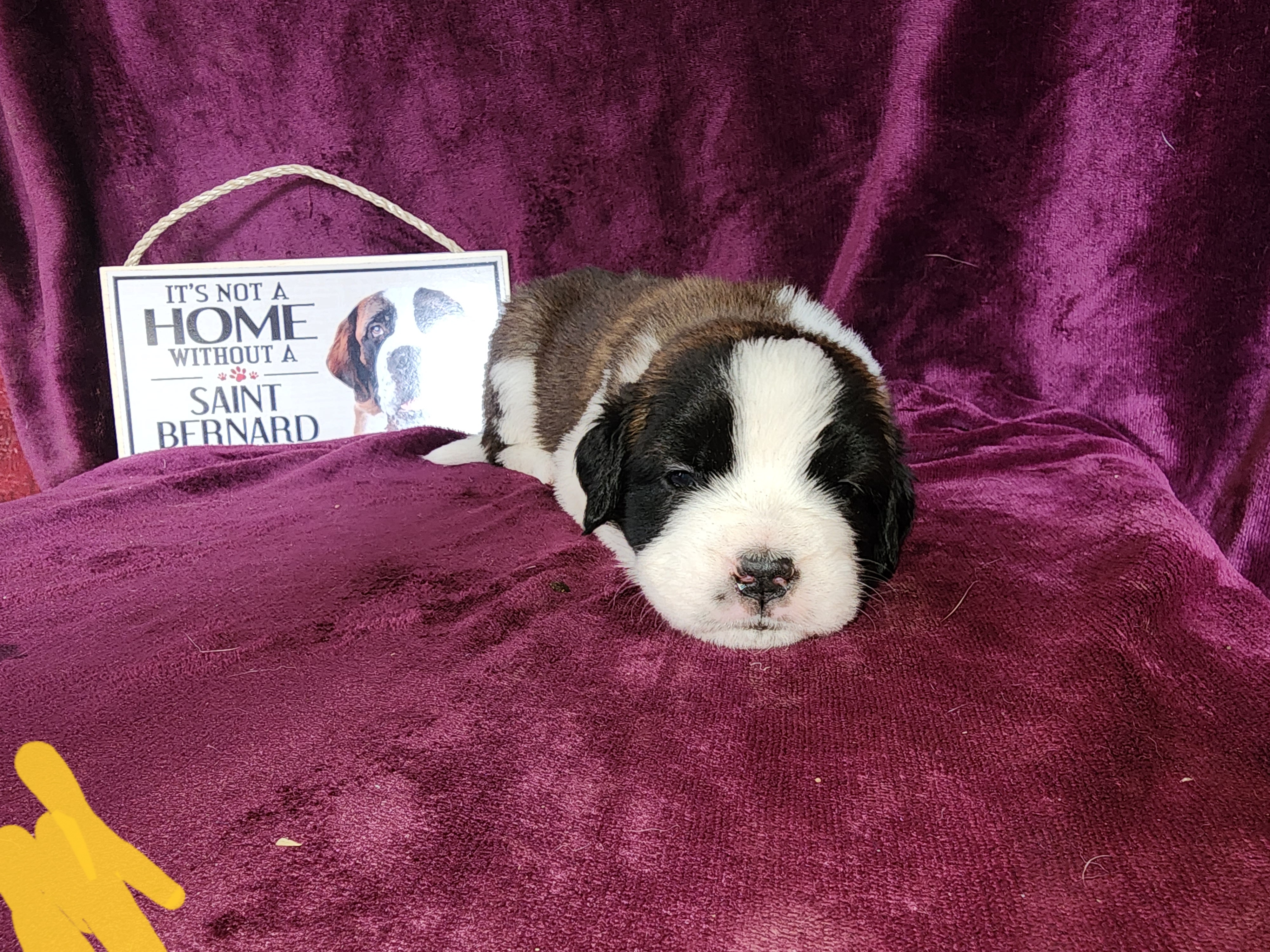 Saint Bernard Puppies from Tonya Tate's Saint Bernards