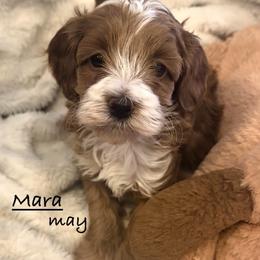 Wren - Red and white female Shihpoo puppy in Traverse City, Michigan from Riyem Wildflower Farms