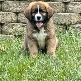 Companion Cross and Saint Bernard Puppies from Coleman Saint Bernards of Ohio