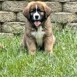 Companion Cross and Saint Bernard Puppies from Coleman Saint Bernards of Ohio