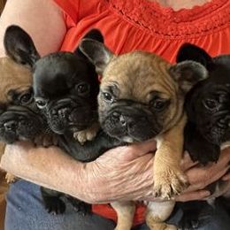 French Bulldogs from Ferguson Frenchies
