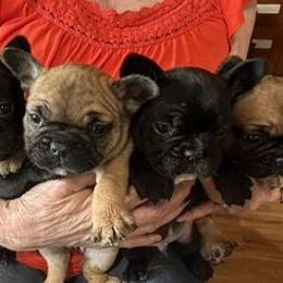 French Bulldogs from Ferguson Frenchies
