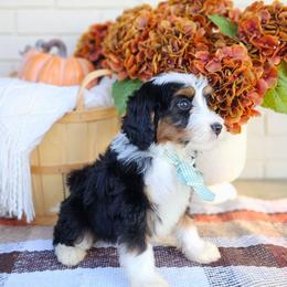 Bourbon - Tri-color male Bernedoodle puppy in Russell Springs, Kentucky from 270 Doodles