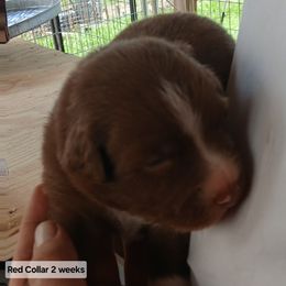 Red Collar - Red & white male Australian Shepherd puppy in Selma, North Carolina from Eon's Aussies