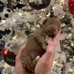 Goldendoodle Puppies from Wasatch Back Goldendoodles