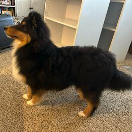Peter - Black white and tan male Shetland Sheepdog puppy in New Richmond, Ohio from Heaven’s Shelties