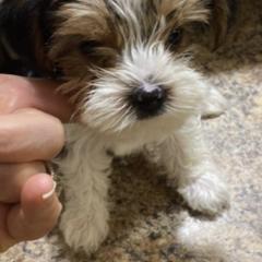 Yorkshire Terriers from Dara's Yorkies