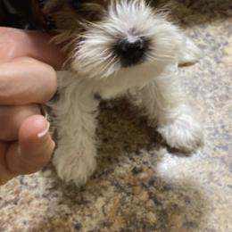 Yorkshire Terriers from Dara's Yorkies