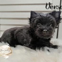 Versace - Black and tan male Yorkshire Terrier puppy in Austin, Texas from Rhine Valley Yorkies