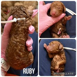Ruby - Red  female Poodle puppy in Mount Vernon, Illinois from AMC Poodles
