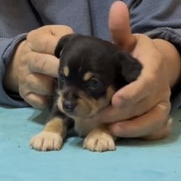 Radio - Black and white male Teddy Roosevelt Terrier puppy in Cumming, Georgia from Barnett’s Rambling Terriers