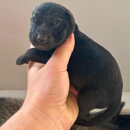Sable female 1 - Sable female German Shepherd puppy in Pahrump, Nevada from Wachhund Kennels