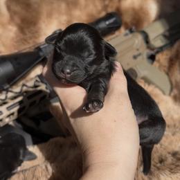 Beretta - Black tri female Miniature Australian Shepherd puppy in Queen Creek, Arizona from Arizona Aussies