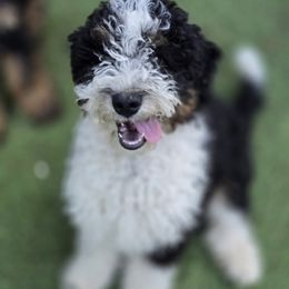 Girl 2 cotton tail - Tri-color female Bernedoodle puppy in Vancouver, Washington from Doo a Little Doodle