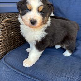Mel - Black tri-color male Australian Shepherd puppy in Landenberg, Pennsylvania from Aussie4Life