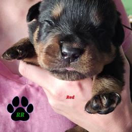 Red - Black and mahogany male Rottweiler puppy in Tangent, Oregon from Raya's Royals