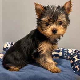 Ch Sired Finley - Blue and gold male Yorkshire Terrier puppy in Forest Hill, Maryland from Chikito's Yorkies