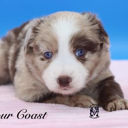 Firework - Red merle female Miniature Australian Shepherd puppy in Weeki Wachee, Florida from Arlington's Mini Aussies