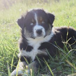 Australian Shepherds from Nickel Valley Aussies