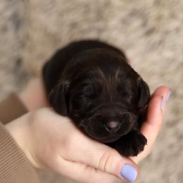 Purple - Chocolate female Australian Labradoodle puppy in Williamstown, New York from Lewis Manor Labradoodles