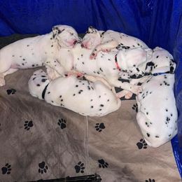 Dalmatian Puppies from The Exquisite Dalmatians