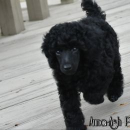 Poodle Puppies from Anna-Ash Poodles