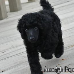 Poodle Puppies from Anna-Ash Poodles