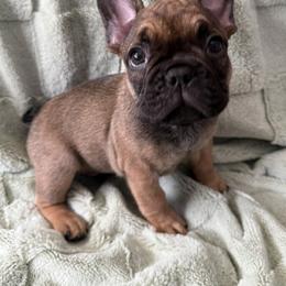 French Bulldog Puppies from Rebecca White