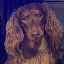 Cessna - Dachshund