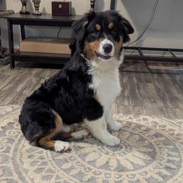 Freddie - Black tri-color male Australian Shepherd puppy in Medina, Ohio from Brewedstone Australian Shepherds