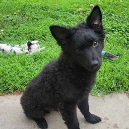 Rory- Boy 1 - Black Mudi puppy in Omaha, Nebraska from Magik Mudi Kennel