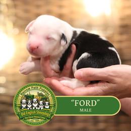Boy 2 - male Old English Sheepdog puppy in Cleveland, Tennessee from Narrow Path Old English & Sheepadoodles