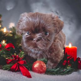 Shih Tzu Puppies from Mia AKC Shih Tzus