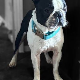 Kash - Boston Terrier
