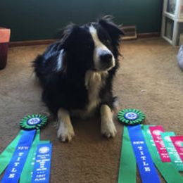 Australian Shepherd and Miniature American Shepherd All Grown Up from Whispering Valley Miniature American Shepherds and Australian Shepherds