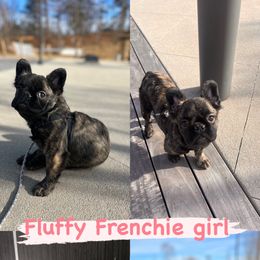 French Bulldog Puppies from Nicholepups