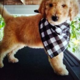 Poodle All Grown Up from Bellas Beauty’s