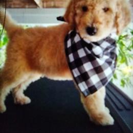 Poodle All Grown Up from Bellas Beauty’s