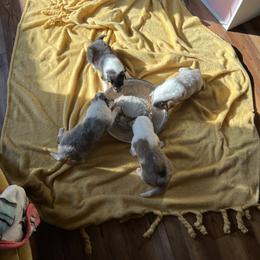 Collie Puppies from Jolly Collies