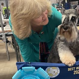 Miniature Schnauzers and Standard Schnauzers from Southcross Miniature Schnauzers and Standard Schnauzers