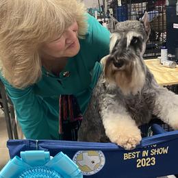 Miniature Schnauzers and Standard Schnauzers from Southcross Miniature Schnauzers and Standard Schnauzers