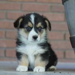 Boy 2 - American Corgi puppy in Utah from Hallows Corgis