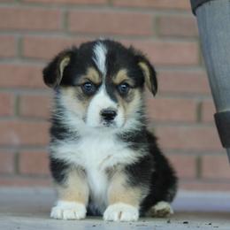 Boy 2 - American Corgi puppy in Utah from Hallows Corgis